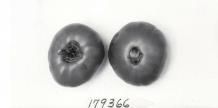 Click for 1 image(s) for this accession. FRUIT